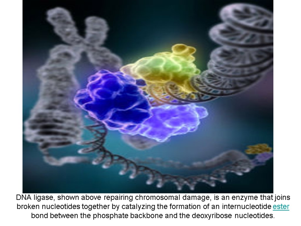 DNA ligase, shown above repairing chromosomal damage, is an enzyme that joins broken nucleotides